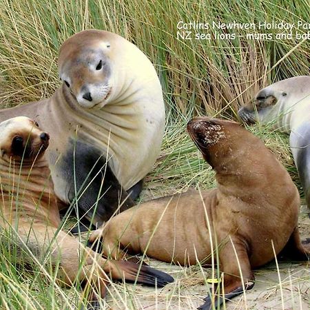 Catlins Newhaven Holiday Park Owaka Eksteriør billede