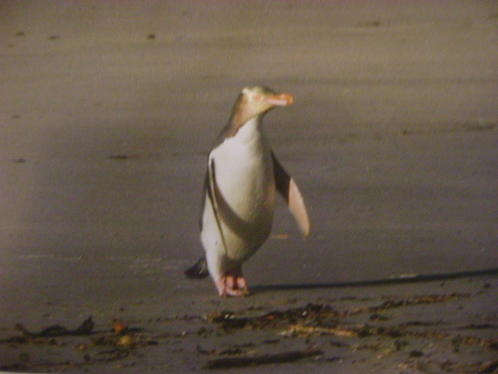 Catlins Newhaven Holiday Park Owaka Værelse billede