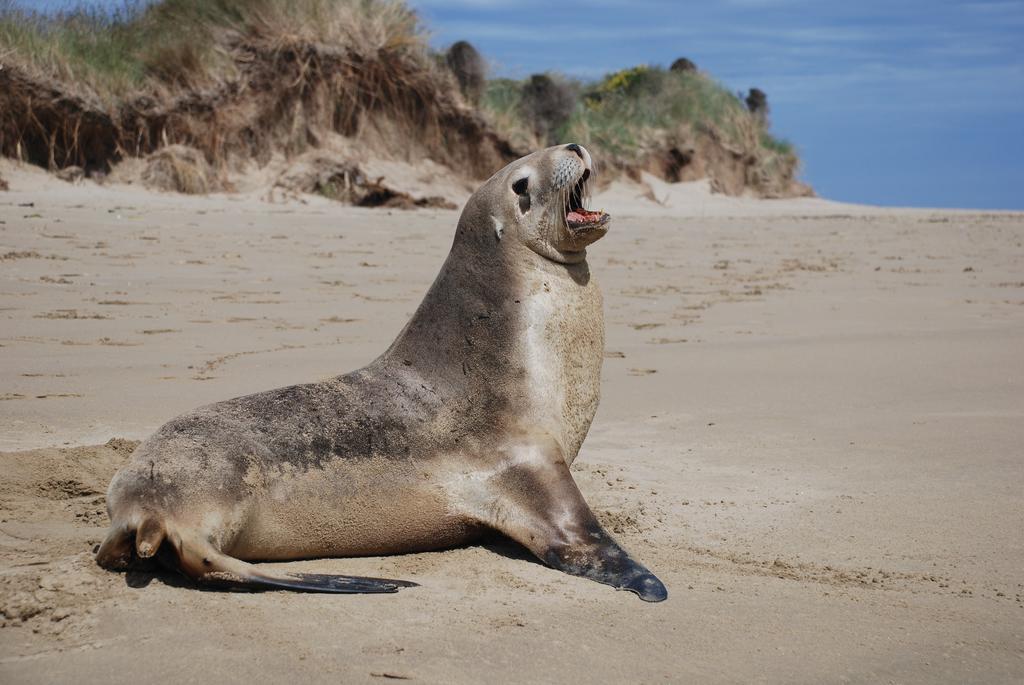 Catlins Newhaven Holiday Park Owaka Værelse billede